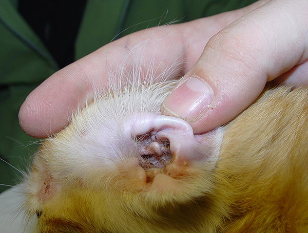 Il est important d'effectuer régulièrement un examen préventif des oreilles de votre animal pour détecter les signes d'activité parasitaire.