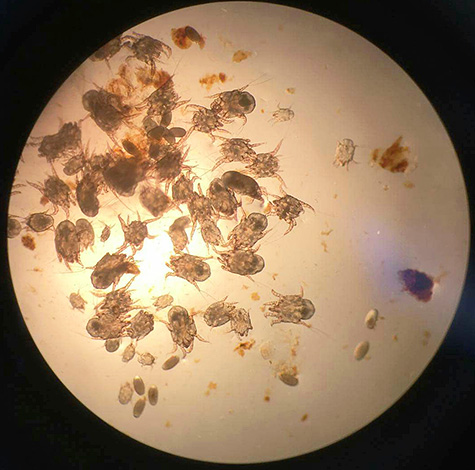 La méthode de diagnostic la plus fiable est la détection visuelle des parasites dans les écoulements auriculaires.