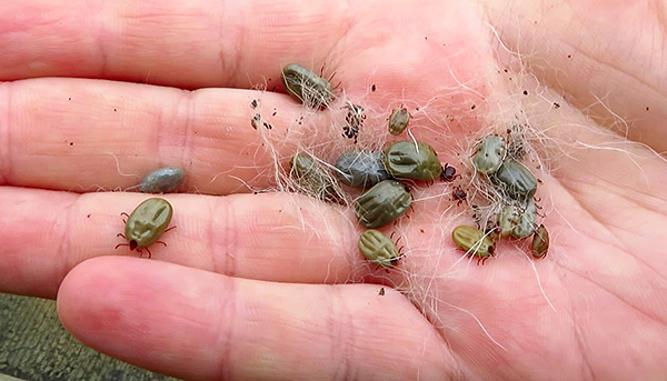 Plus le nombre de parasites s'étant nourris sur le chien est élevé, plus le risque de maladie ultérieure pour l'animal est grand. Plus le nombre de parasites s'étant nourris sur le chien est élevé, plus le risque de maladie ultérieure pour l'animal est grand.