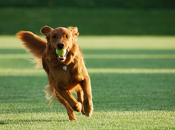 Dans certains cas, le système immunitaire du chien parvient à neutraliser l'agent infectieux et la maladie ne se développe pas. Dans certains cas, le système immunitaire du chien parvient à neutraliser l'agent infectieux et la maladie ne se développe pas.