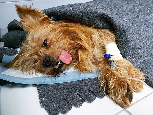 Si le chien n'est pas traité, son état se détériorera rapidement. Si le chien n'est pas traité, son état se détériorera rapidement.