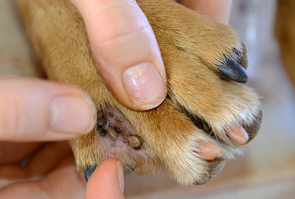 Les tiques ixodides peuvent être porteuses des agents pathogènes de nombreuses infections, dont certaines sont dangereuses pour les chiens. Les tiques ixodides peuvent être porteuses des agents pathogènes de nombreuses infections, dont certaines sont dangereuses pour les chiens.
