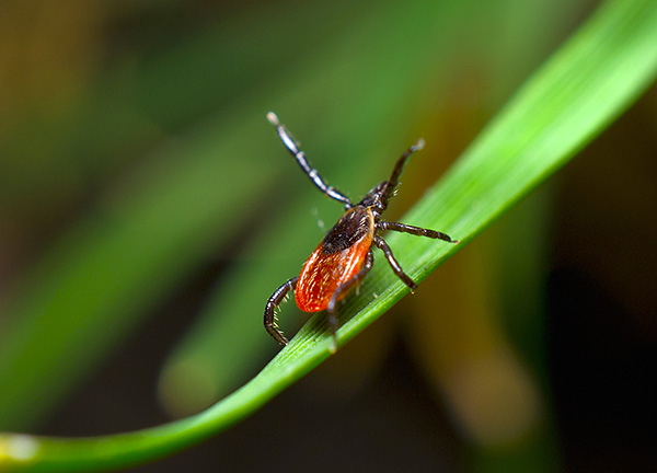 Dans le cadre de la prévention de la borréliose de Lyme, une grande attention doit être accordée avant tout à la prévention des piqûres de tiques. Dans le cadre de la prévention de la borréliose de Lyme, une grande attention doit être accordée avant tout à la prévention des piqûres de tiques.