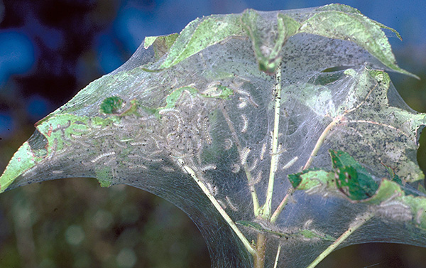 Certaines chenilles forment également de la toile sur les plantes infestées. Certaines chenilles forment également de la toile sur les plantes infestées.