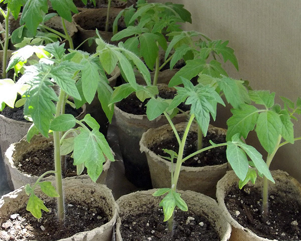Semis de tomates Semis de tomates
