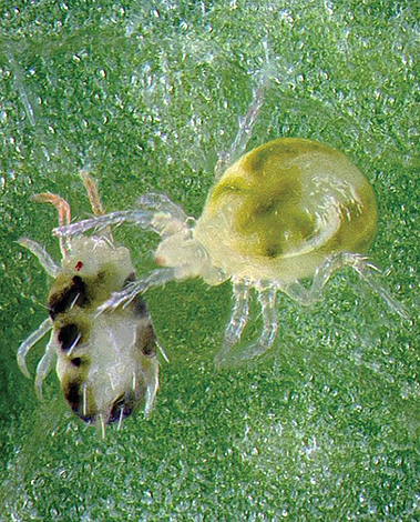 Phytoseiulus dévorant un tétranyque tisserand Phytoseiulus dévorant un tétranyque tisserand