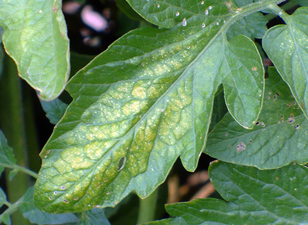 Feuilles de tomates infestées par le tétranyque tisserand Feuilles de tomates infestées par le tétranyque tisserand