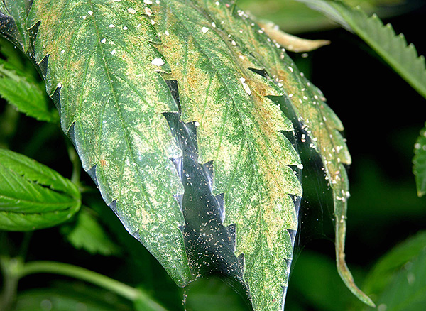 Les tétranyques peuvent infester une grande variété de plantes... Les tétranyques peuvent infester une grande variété de plantes...