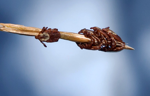 Regroupement de tiques ixodides