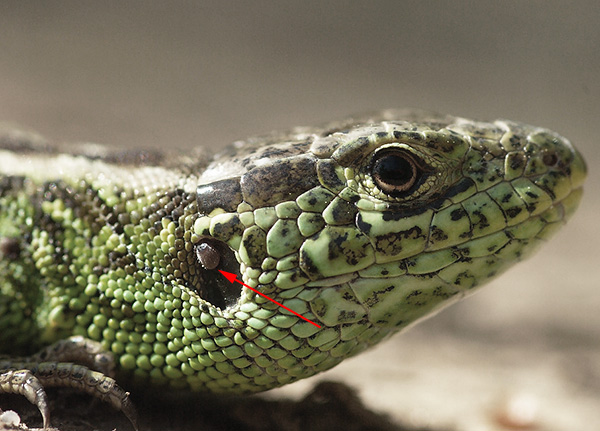 Tique ixodide sur un lézard Tique ixodide sur un lézard