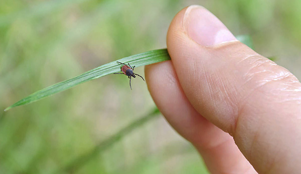 Voici à quoi peuvent ressembler les tiques dans l'herbe. Voici à quoi peuvent ressembler les tiques dans l'herbe.