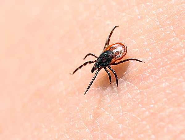 Tique ixodide sur la peau cherchant un endroit confortable pour se fixer.