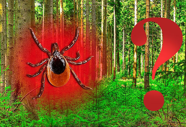 Nous analysons si les tiques sont présentes dans les forêts de conifères...