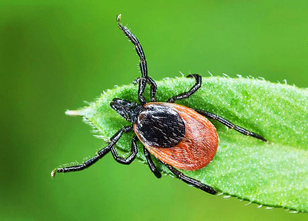 Nous découvrons comment exactement la tique attaque l'homme et quels organes sensoriels aident le parasite à chasser...
