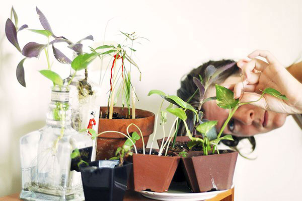 Inspection de la plante après l'achat pour détecter les parasites