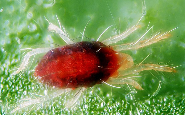 Tétranyque rouge