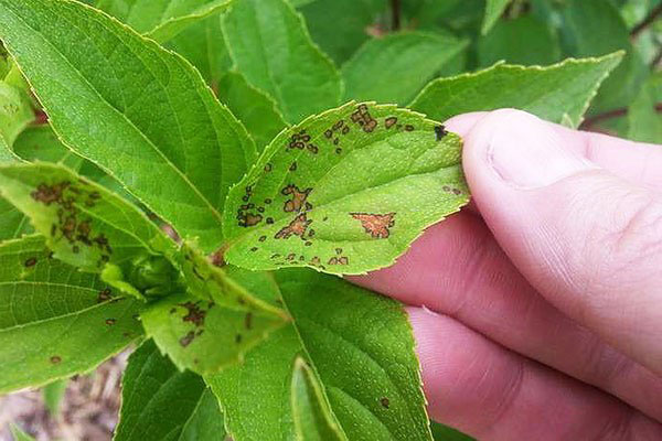 Taches brunes sur les feuilles des plantes d’intérieur, un signe de la présence d’acariens tisserands