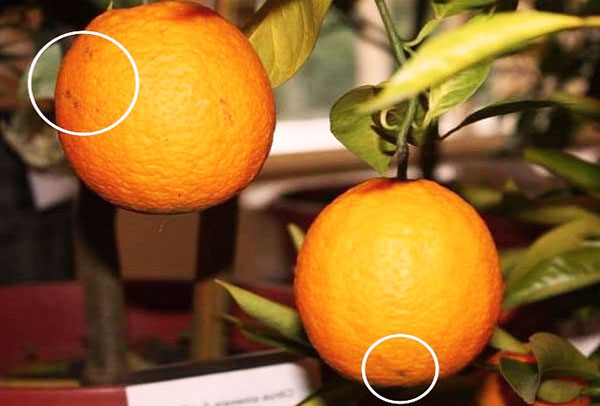 Taches d’acariens sur une orange
