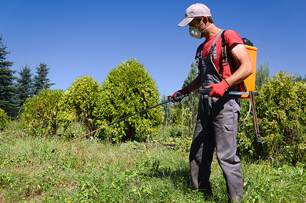 Nous vous expliquons comment traiter efficacement votre terrain contre les tiques.