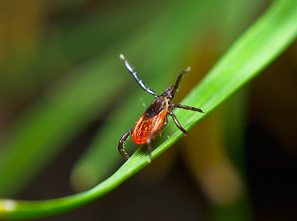 Les tiques (arachnides) sont généralement détruites par les mêmes produits que ceux utilisés pour exterminer les insectes.