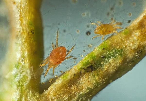 Les acariens tisserands de la période estivale ont une couleur claire.