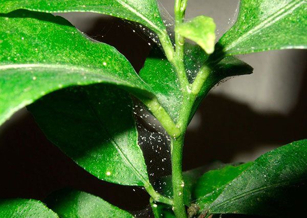 Source d'infestation par l'acarien tisserand - une nouvelle plante