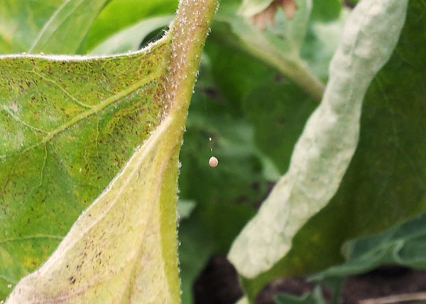 Feuille de pommier au stade initial de l'infestation par le tétranyque