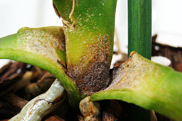 Orchidée infestée d'acariens tisserands