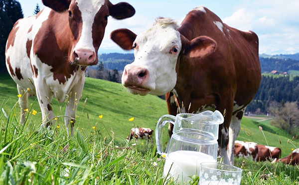 Infection par l'encéphalite à tiques via le lait de chèvres et de vaches