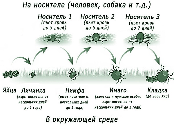 Cycle de vie de la tique