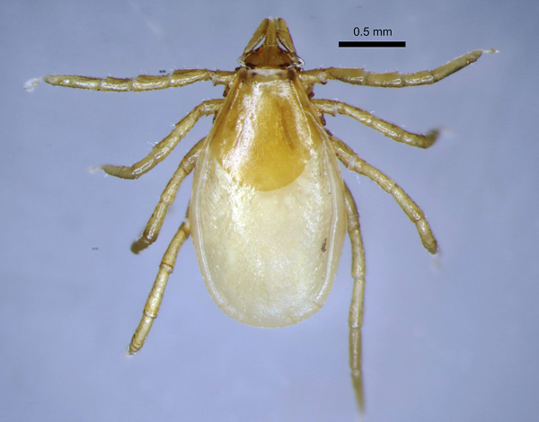 Femelle de la tique de l'espèce Ixodes trianguliceps