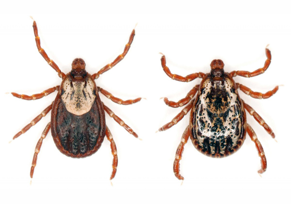 Adultes de la tique (espèce Dermatocentor marginatus)