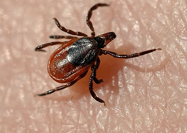 Femelle de la tique de la taïga (Ixodes persulcatus)