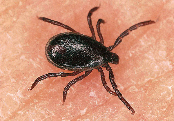 Mâle de la tique de la taïga (Ixodes persulcatus)