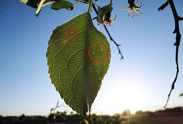 Feuille de pommier infestée par l'araignée rouge