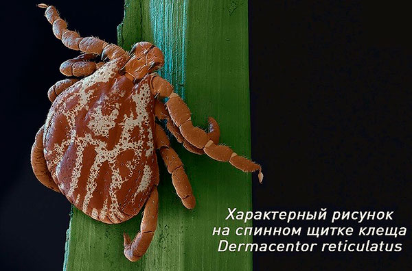 Coloration de la tique des prés