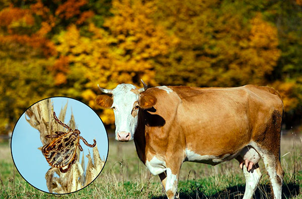 La tique des prés est également active en automne