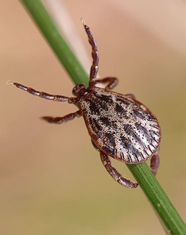 Les pattes antérieures tendues de la tique des prés indiquent qu'elle est prête à attaquer