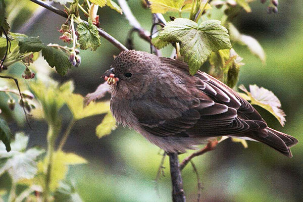 Les oiseaux transportent les acariens des bourgeons