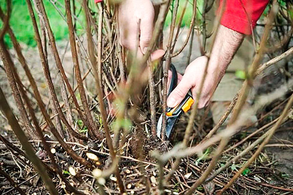 Taille d'un arbuste de cassis infesté par l'acarien des bourgeons