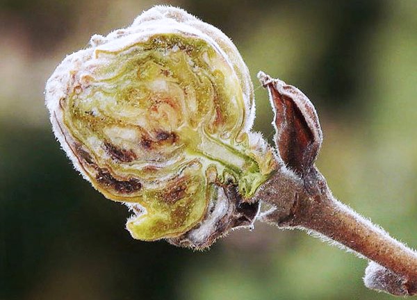 Le nombre d'acariens dans un bourgeon infecté de cassissier peut atteindre plusieurs milliers