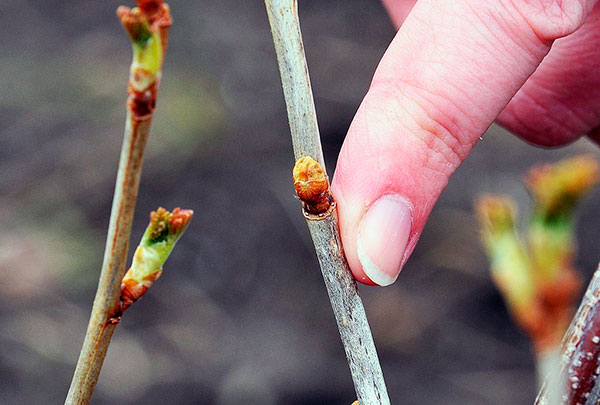 Un bourgeon infesté par un acarien ne se développe pas en feuille