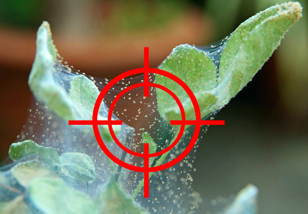 Nous examinons les moyens efficaces contre l'araignée rouge et découvrons comment ils fonctionnent... Nous examinons les moyens efficaces contre l'araignée rouge et découvrons comment ils fonctionnent...