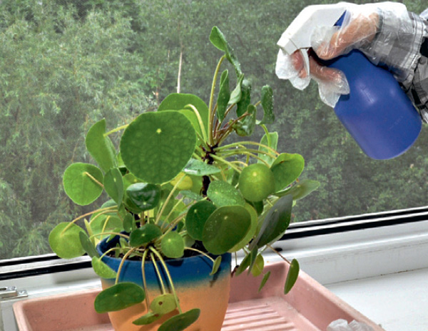 Traitement des plantes d'intérieur contre l'araignée rouge