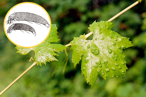 Nous déterminons si l'acarien de la vigne est dangereux et quelles méthodes de lutte sont les plus efficaces...