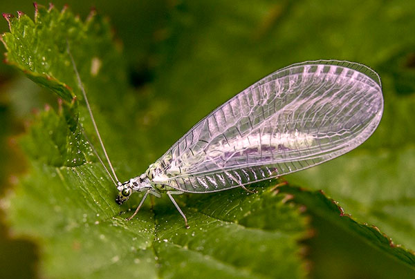 La chrysope se nourrit d'acariens de la vigne