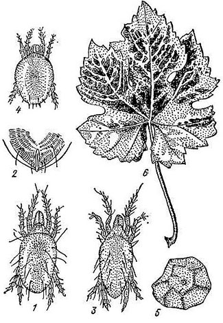 Voici à quoi ressemble l'acarien tisserand