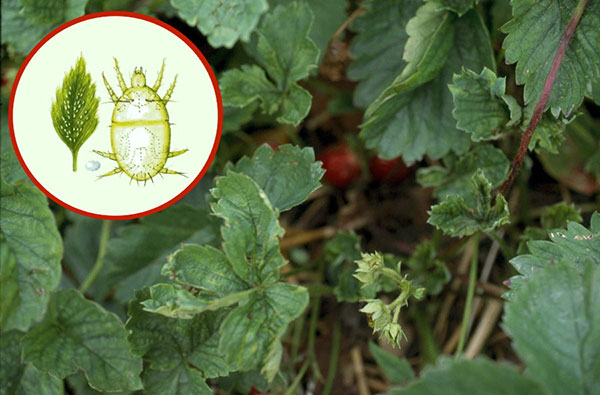 Nous déterminons à quel point l'acarien du fraisier est dangereux pour les cultures de jardin et comment lutter contre lui... Nous déterminons à quel point l'acarien du fraisier est dangereux pour les cultures de jardin et comment lutter contre lui...