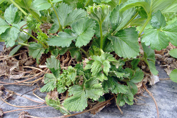 Plants de fraises endommagés par l'acarien du fraisier