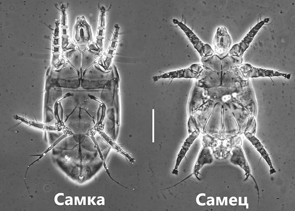 Acarien du fraisier au microscope (femelle et mâle)